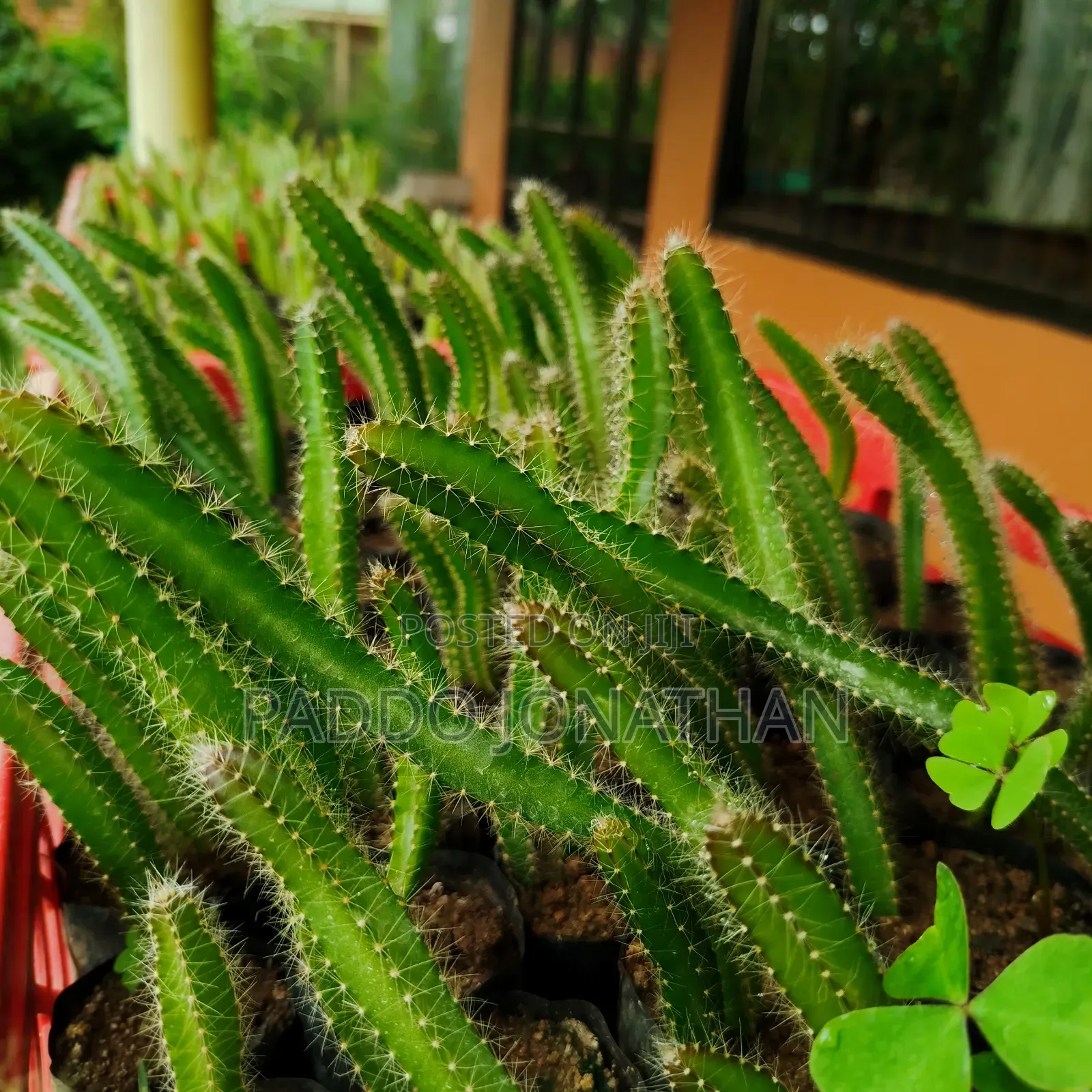 Dragon Fruit Seedlings