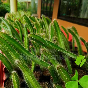 Dragon Fruit Seedlings