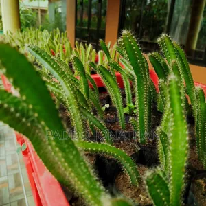 Dragon Fruit Seedlings