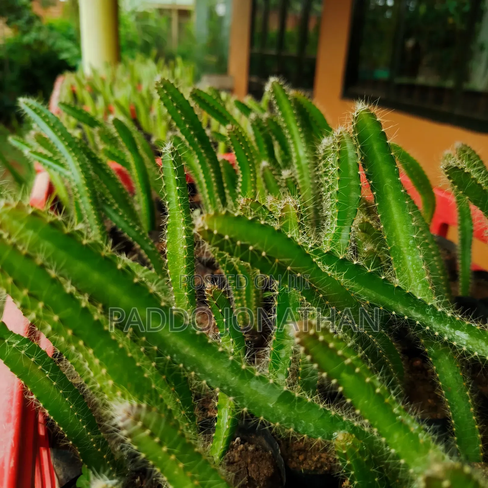 Dragon Fruit Seedlings