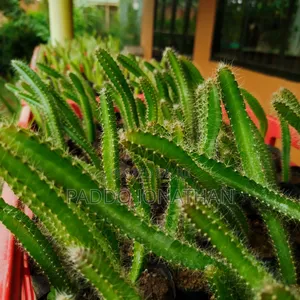 Dragon Fruit Seedlings