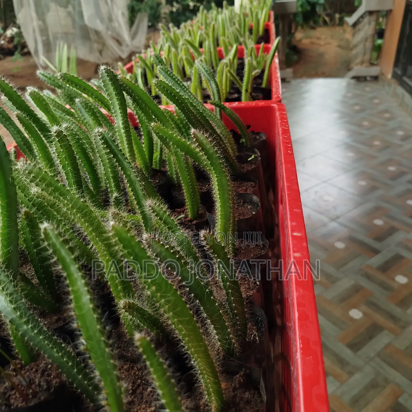 Dragon Fruit Seedlings