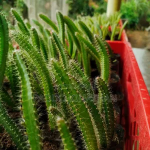 Dragon Fruit Seedlings