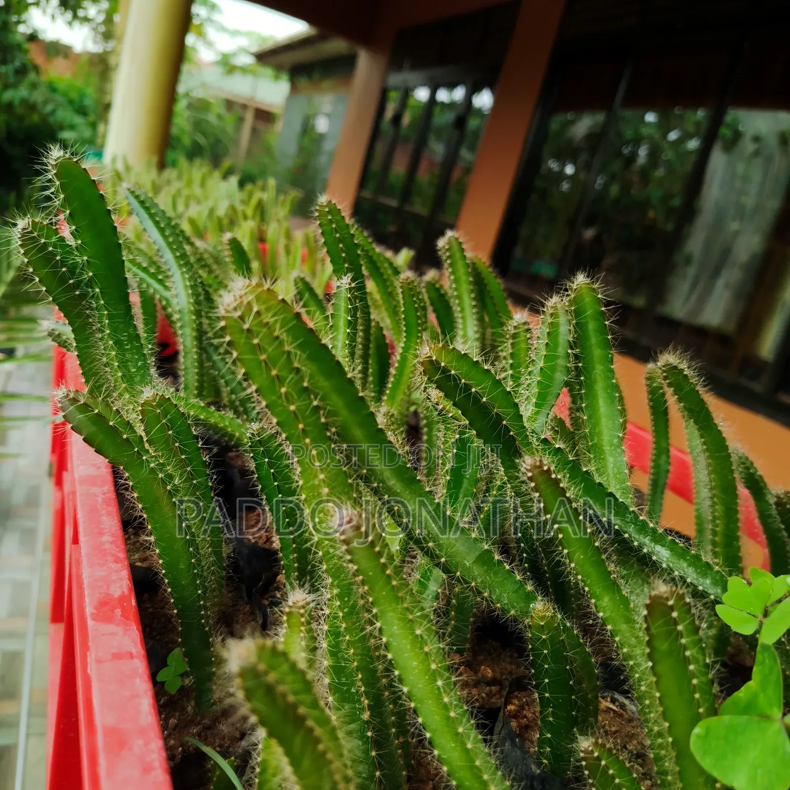 Dragon Fruit Seedlings