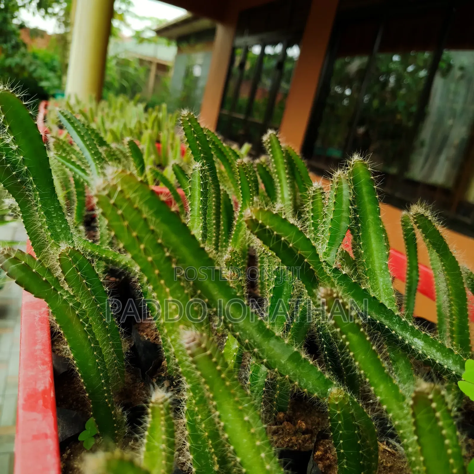 Dragon Fruit Seedlings