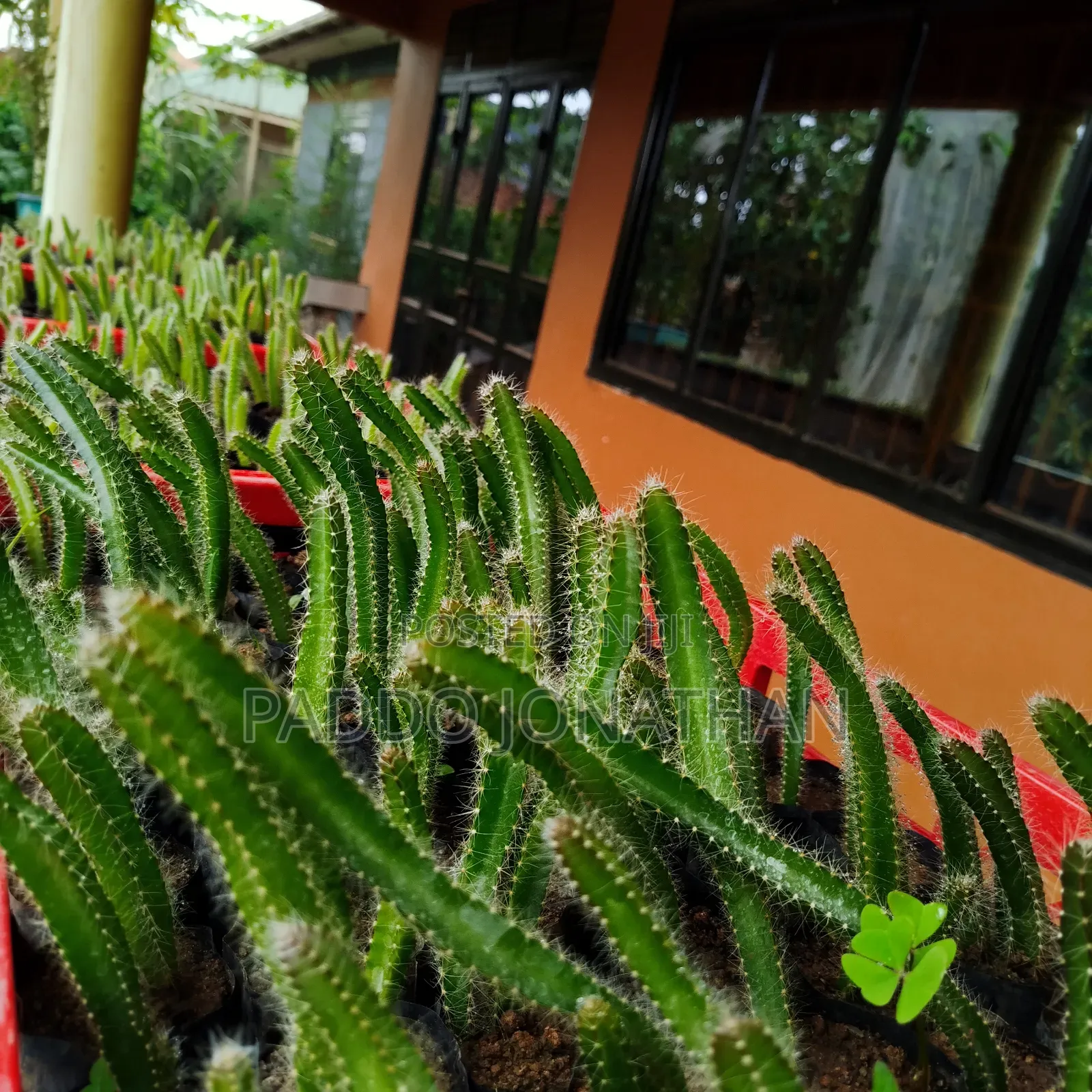 Dragon Fruit Seedlings