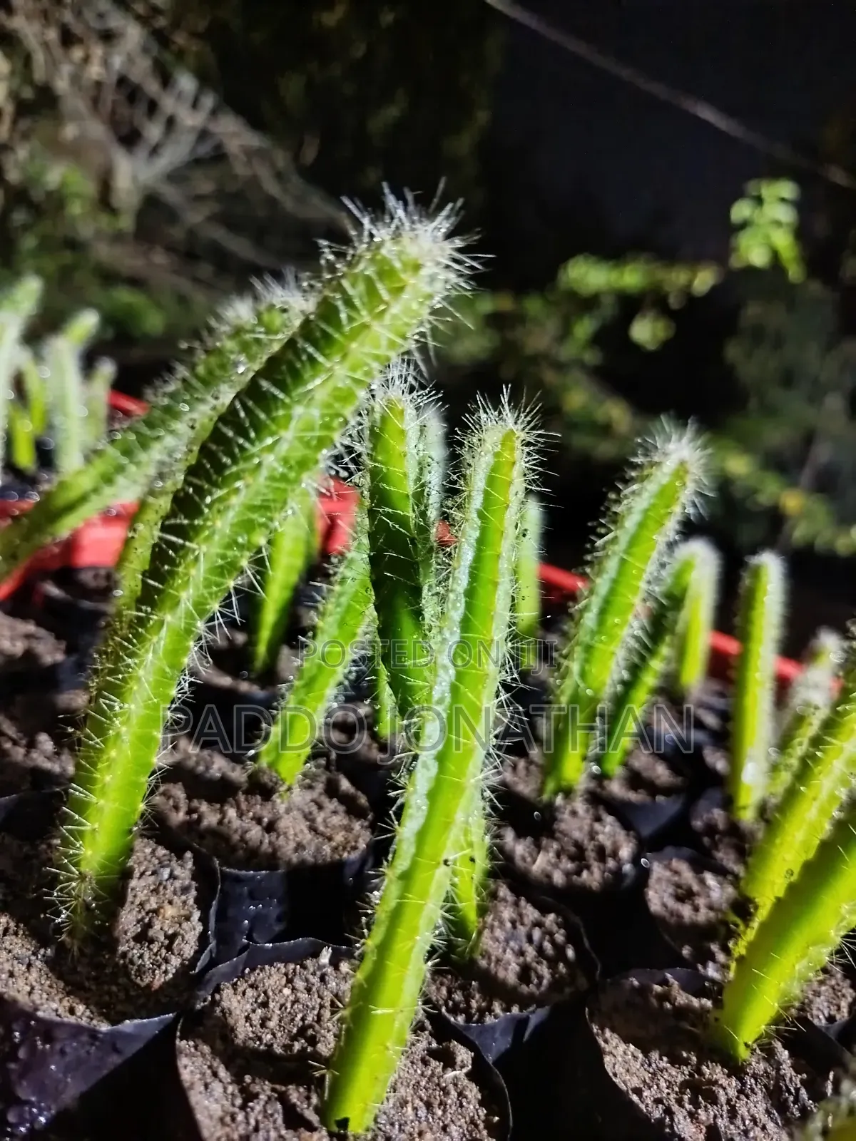 Dragon Fruit Seedlings
