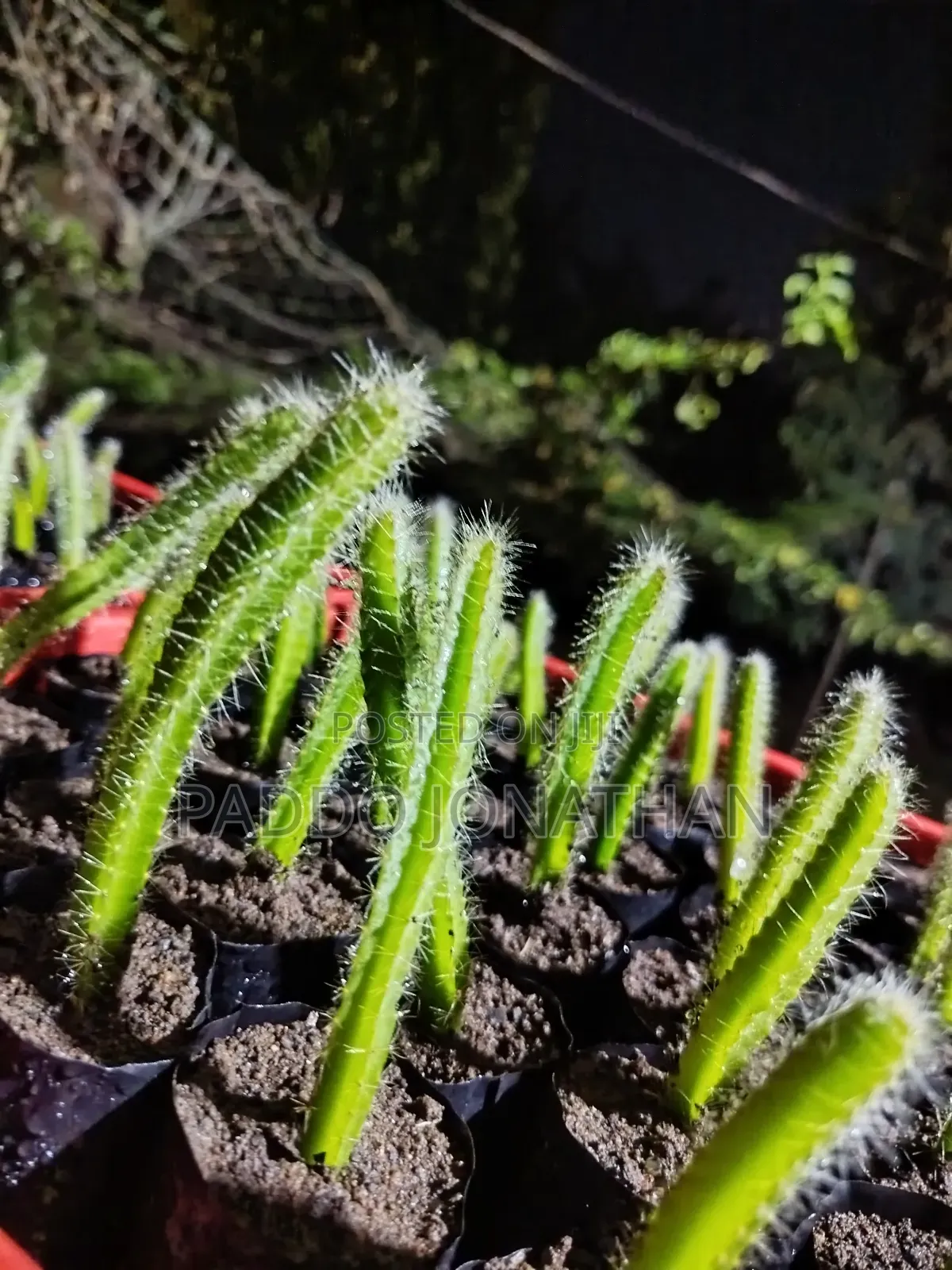 Dragon Fruit Seedlings