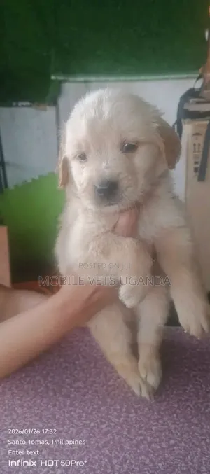 0-1 month Female Purebred Maltese