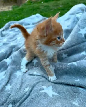 1-3 months Male Purebred Siberian