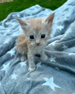 1-3 months Female Purebred Burmese