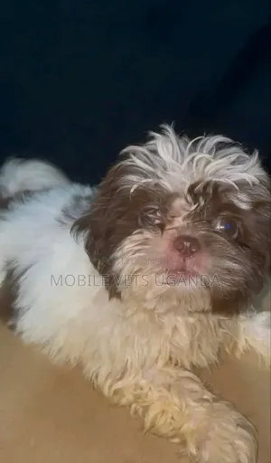 1-3 months Male Purebred Maltese