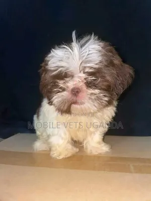 1-3 months Female Purebred Maltese