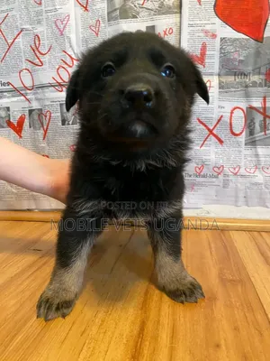 3-6 months Male Purebred German Shepherd