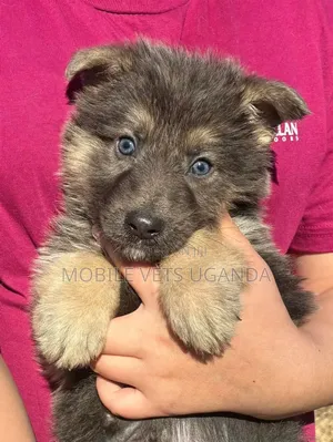 1-3 months Male Purebred Siberian Husky