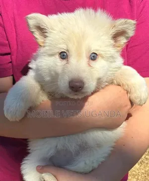 1-3 months Female Purebred Siberian Husky