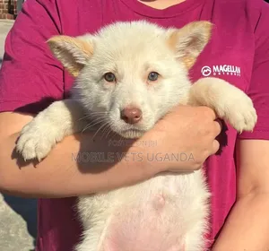 0-1 month Male Purebred Siberian Husky
