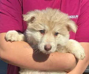 3-6 months Female Purebred Siberian Husky