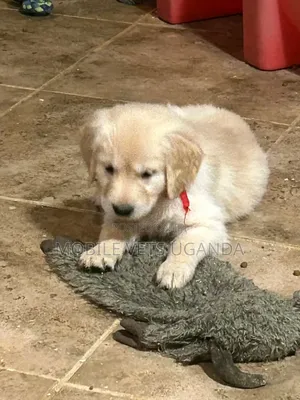 1-3 months Male Purebred Golden Retriever