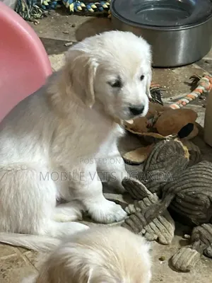 3-6 months Male Purebred Golden Retriever