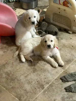 1-3 months Male Purebred Golden Retriever