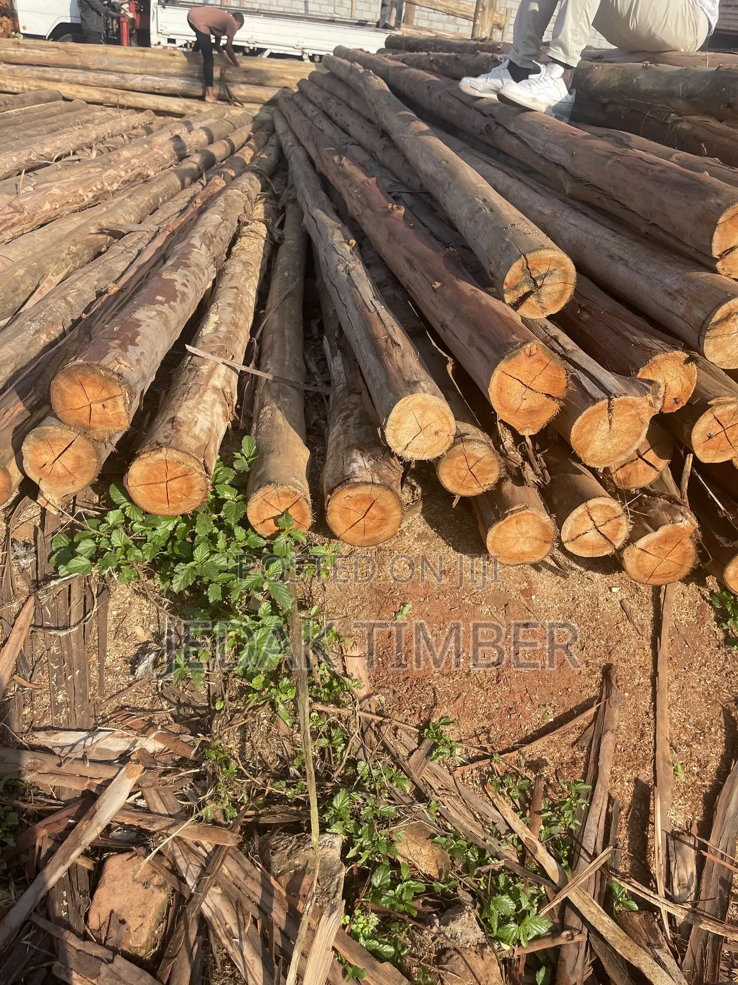 Timber Long Poles
