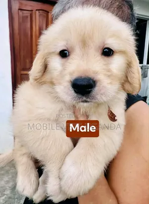 1-3 months Female Purebred Golden Retriever