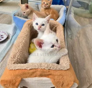 1-3 months Female Purebred British Shorthair