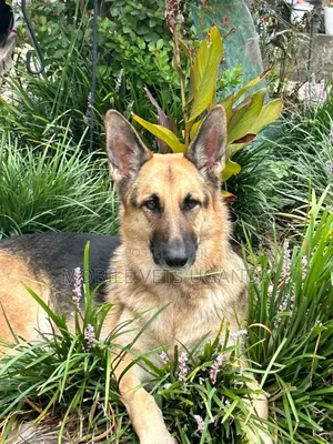 6-12 months Male Purebred German Shepherd