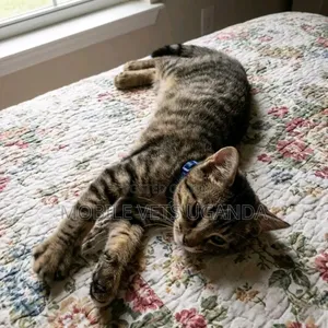 0-1 month Female Purebred Balinese