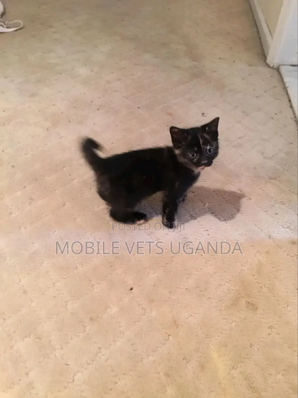3-6 months Male Purebred Savannah