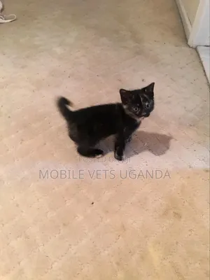 3-6 months Male Purebred Savannah