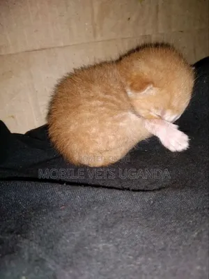 0-1 month Female Purebred Bombay