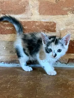 1-3 months Male Purebred American Bobtail