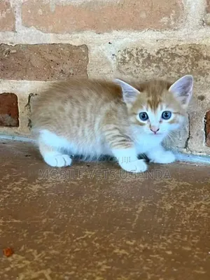 0-1 month Male Purebred Singapura