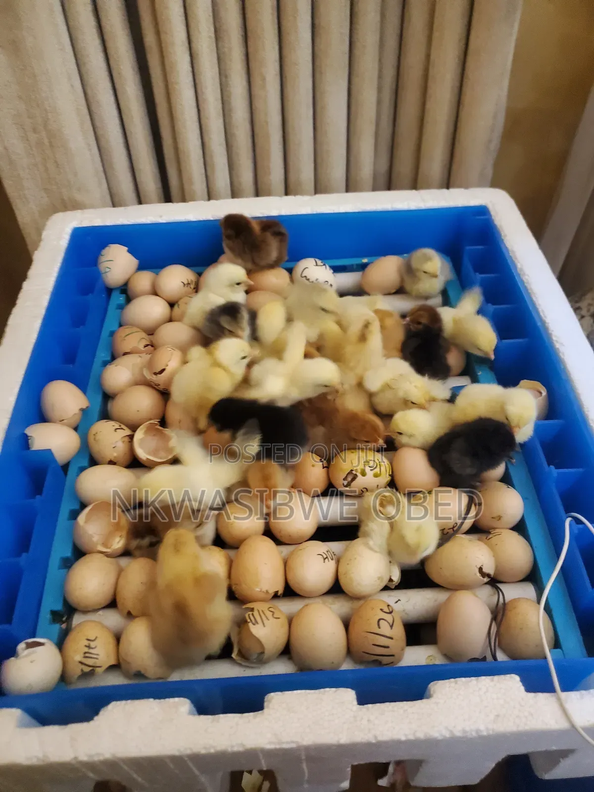 Automatic Egg Incubator Machine