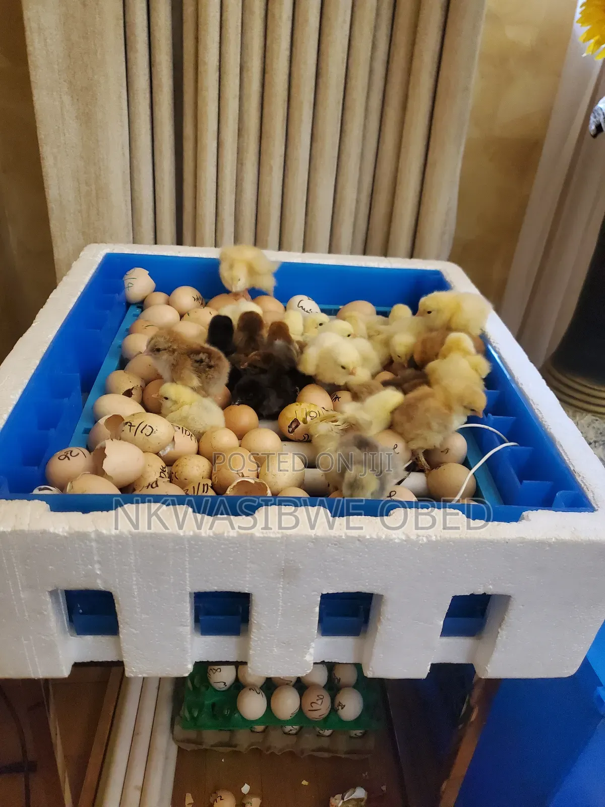 Automatic Egg Incubator Machine