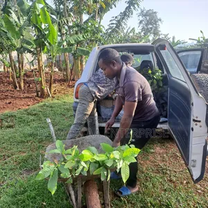 Best Cocoa Seedlings Variety