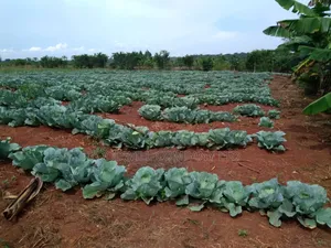 20 Acres, Private Milo, Nakaseke District,Off Ngoma Butalangu Road