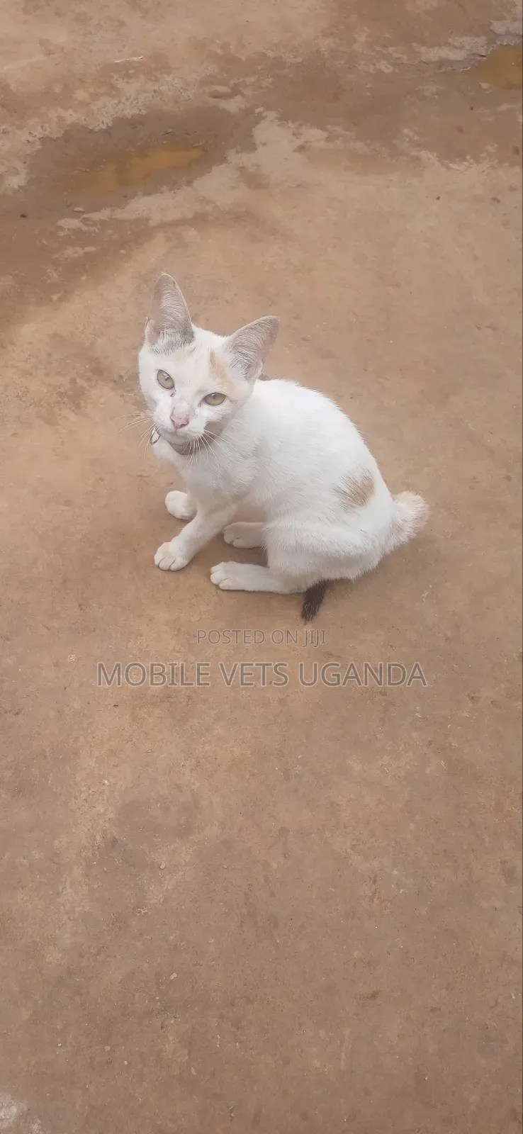 3-6 months Male Purebred Bombay