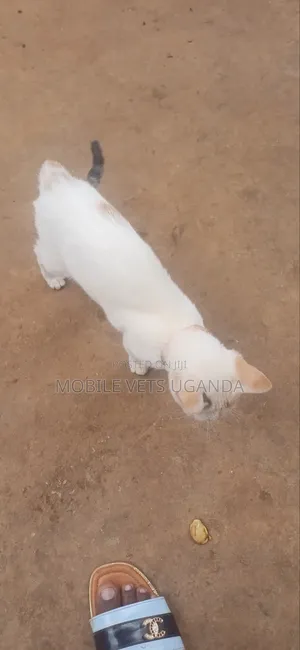 1-3 months Female Purebred LaPerm
