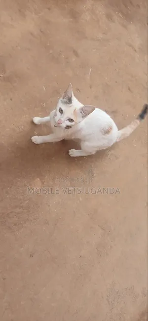 3-6 months Female Purebred Burmilla