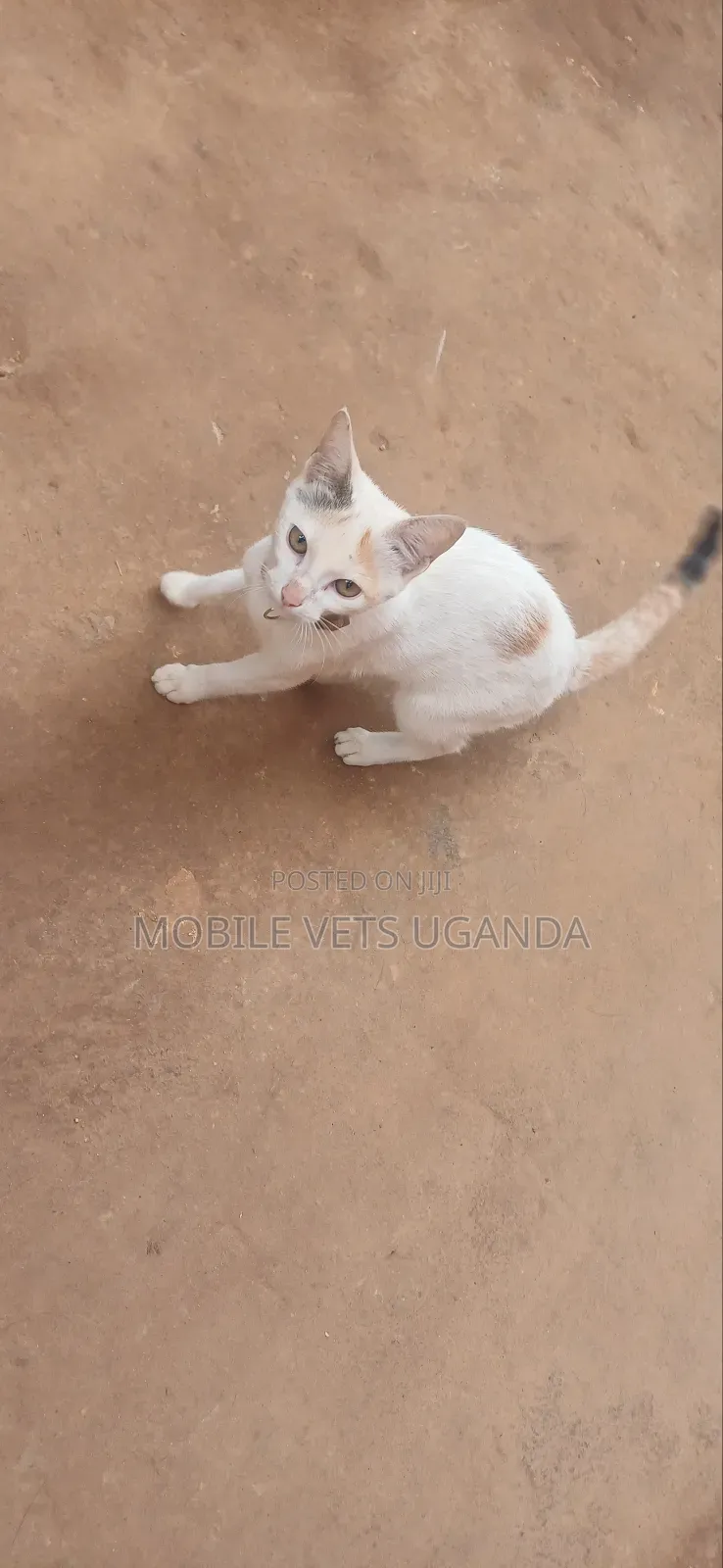 3-6 months Female Purebred Burmilla