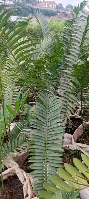 Cycard Palms Green Excellence.