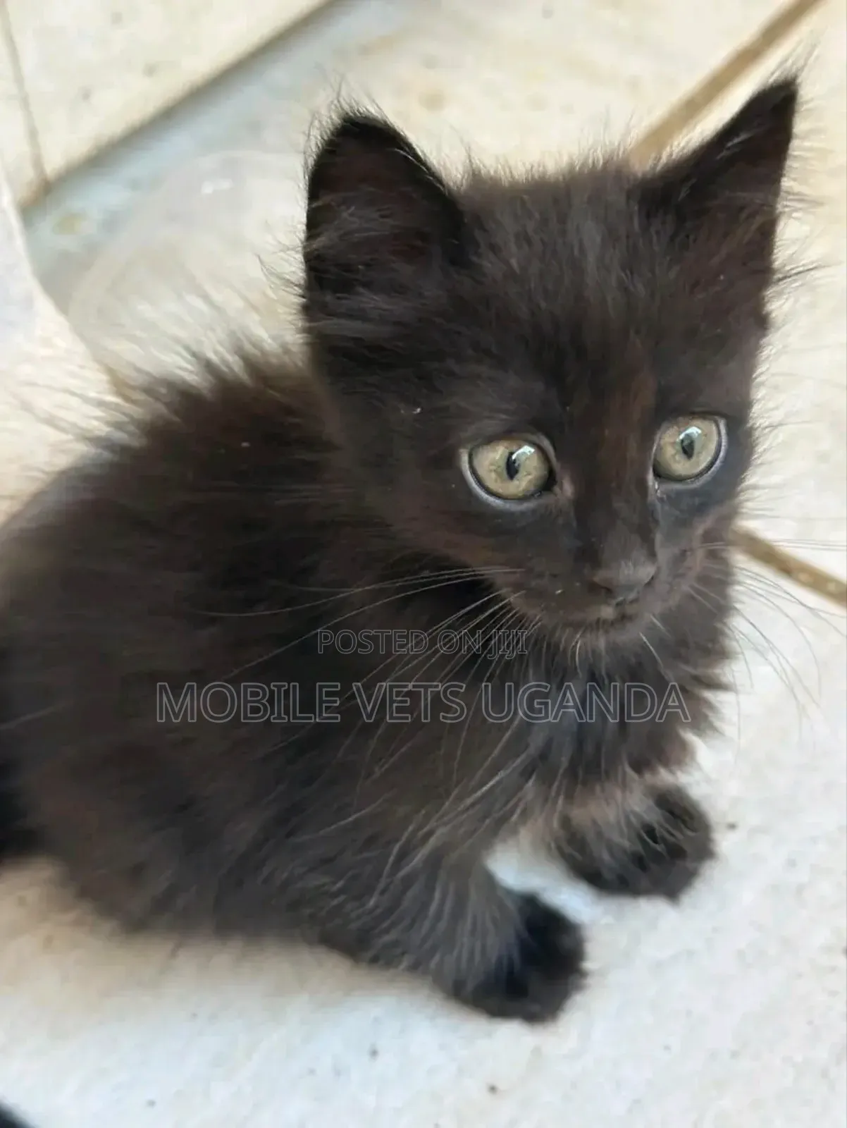 1-3 months Male Purebred American Bobtail