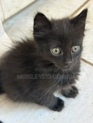 1-3 months Male Purebred American Bobtail