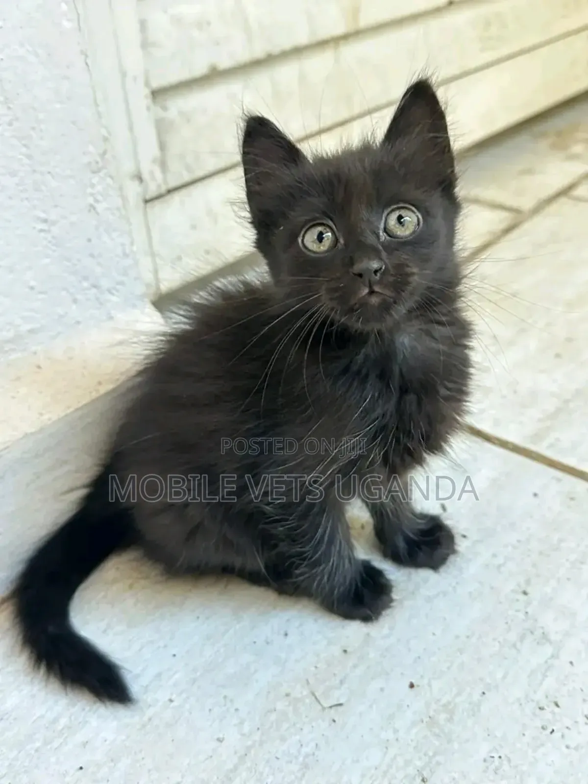 3-6 months Female Purebred Korat
