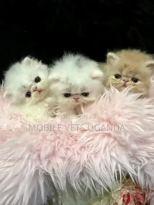 0-1 month Male Purebred Persian