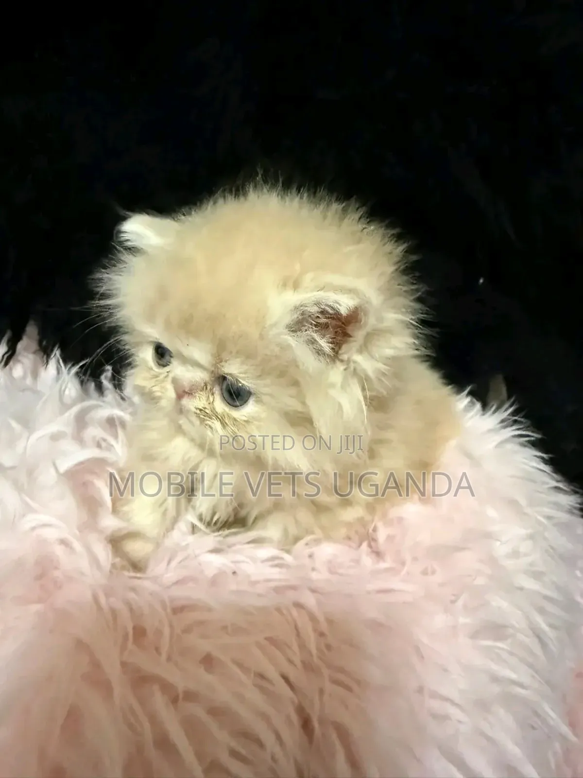 3-6 months Female Purebred Persian