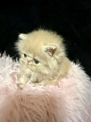3-6 months Female Purebred Persian